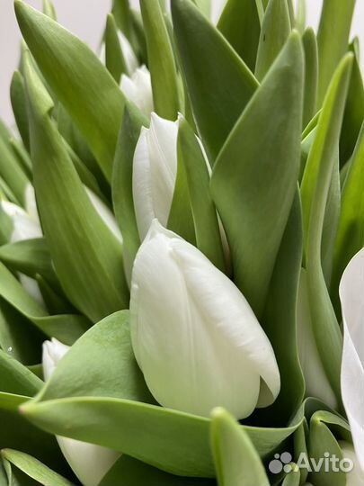 Тюльпаны абакан доставка