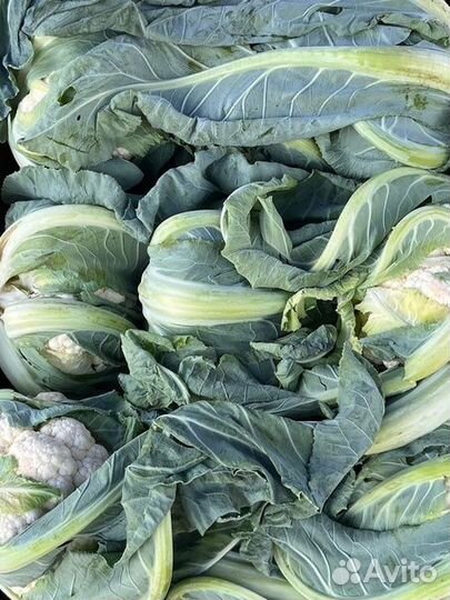 Доставка овощей