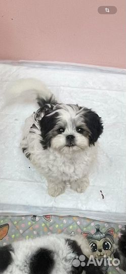 Хибиду панда