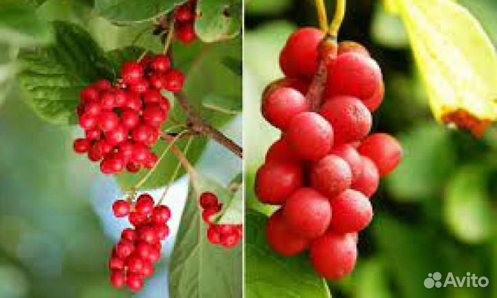 Лимонник Китайский Садовый-1