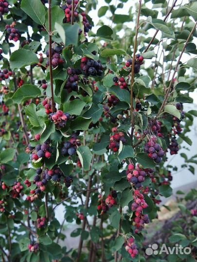 Ирга саженцы