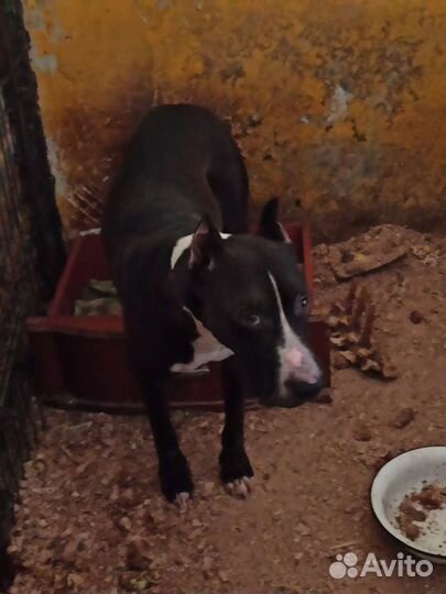 Стафф в добрые руки