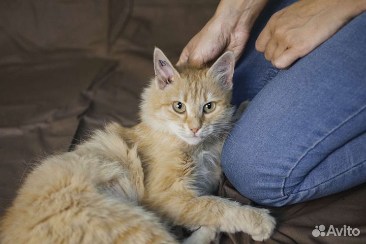 Кошечка в добрые руки