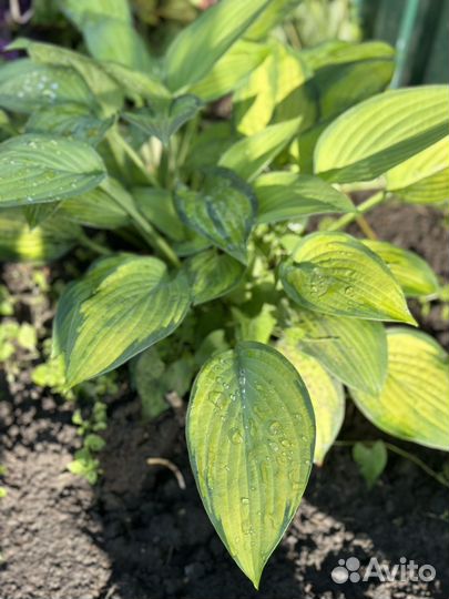 Хоста растение