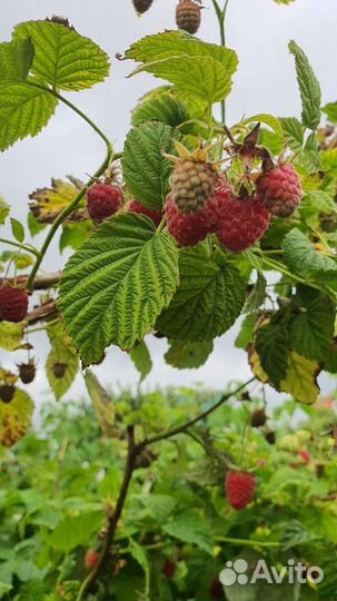 Саженцы малины