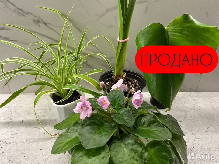 Гиппеаструм, монстера, фиалка, хлорофитум