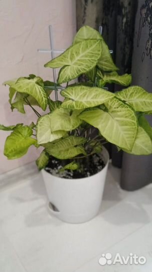 Сингониум, фикус, филодендрон