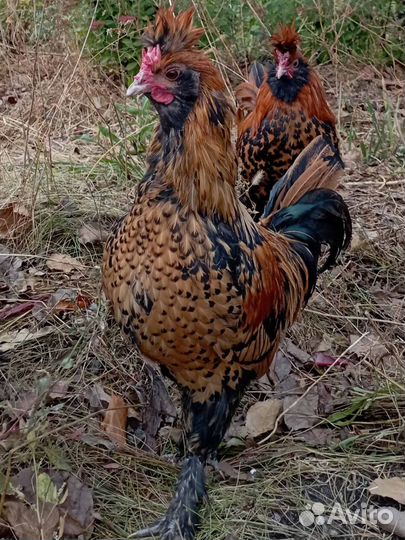 Петушок Павловское золото