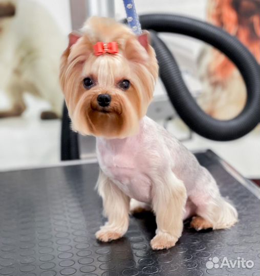 Стрижка собак,кошек