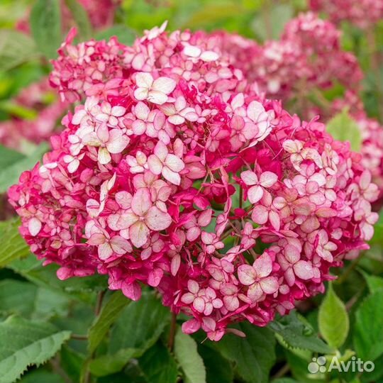 Гортензия более 20 сортов