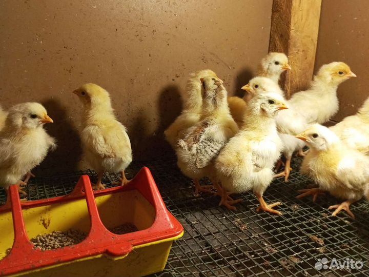 Цыплята несушки