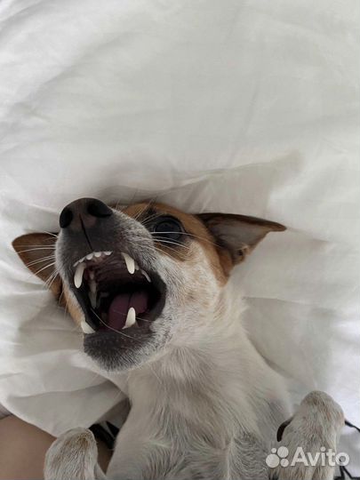 Джек Рассел терьер бесплатно