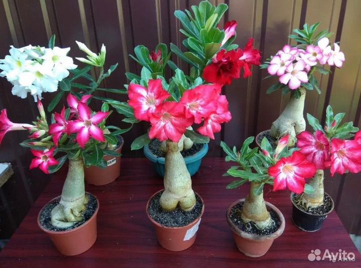 Адениум комнатный