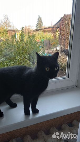 Найдена кошка