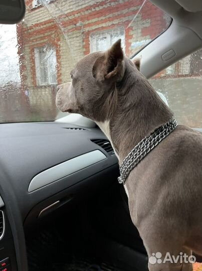 Питбуль вязка