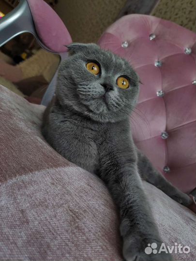 Кошечка ищет котика