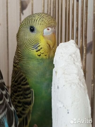 Птенцы волнистый попугай