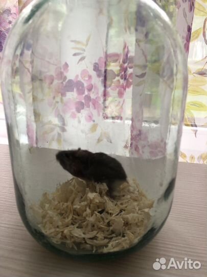 Джунгарский хомяк