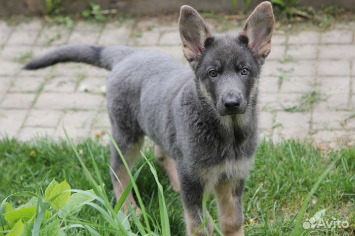 Голубая овчарка