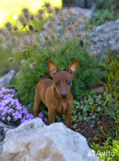 Щенки цвергпинчера