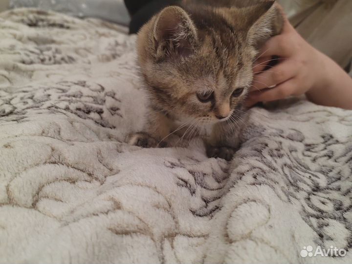 Шотландская прямоухая Скотиш Страйт