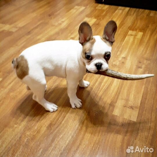 Игрушка-суперлакомство