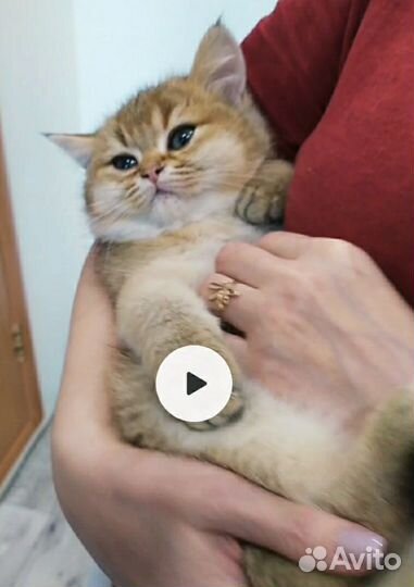 Золотой пухляш Рикки с документами