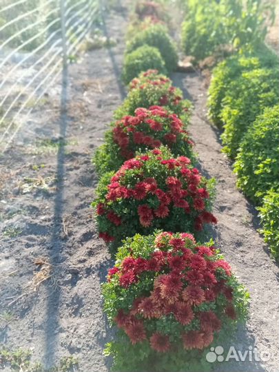 Хризантема
