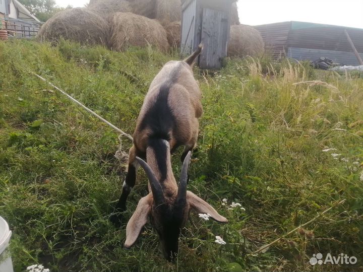 Девочка нубийка коза