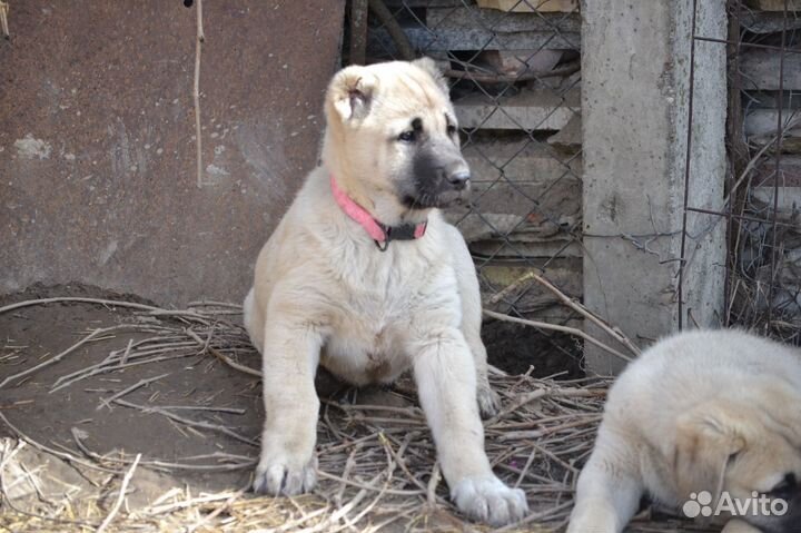 Щенки турецкого кангала