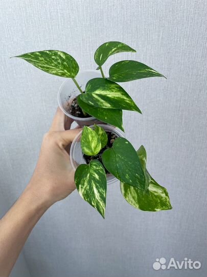 Сциндапсус