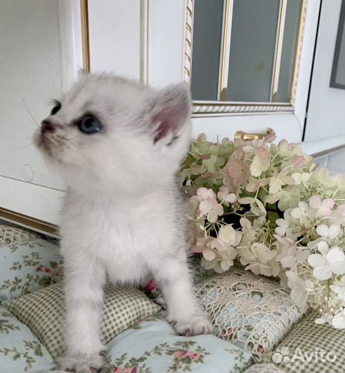 Шотландские котята
