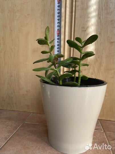 Денежное дерево