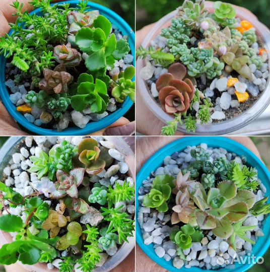 Суккуленты,много, наборы, флорариумы цветущие