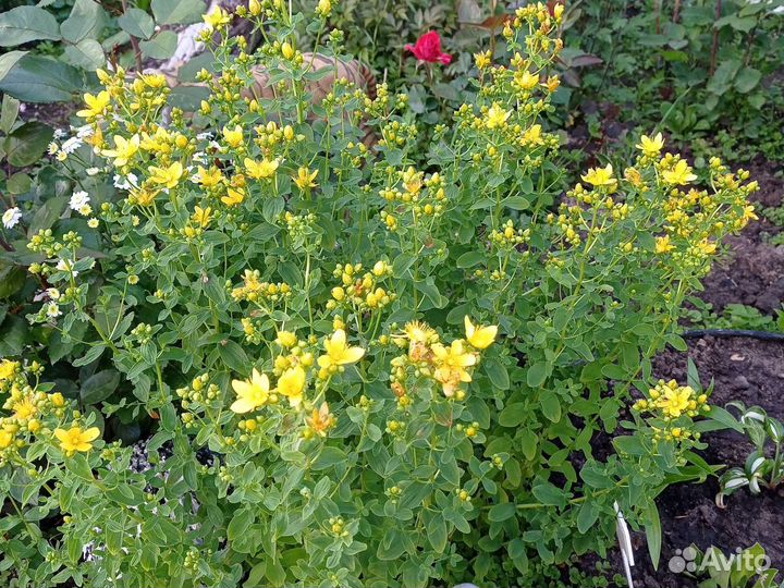 Мята, мелисса. Свежая и сушёная. Зверобой свежий