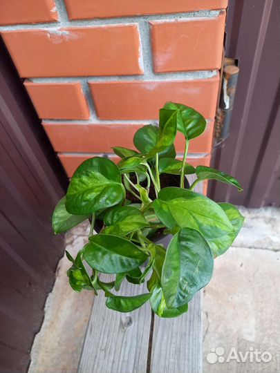 Сциндапсус Глобал грин и Марбл квин