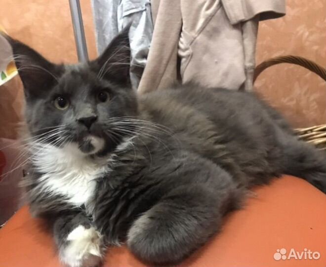 Мейн-кун мальчик 4 мес с родословной