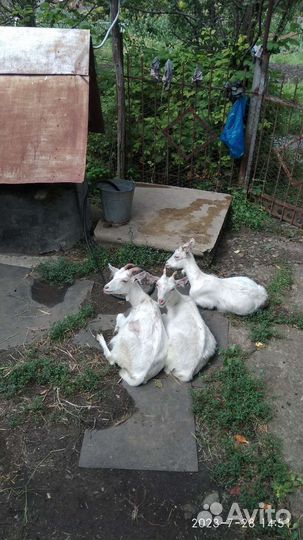 Зааненские козочки