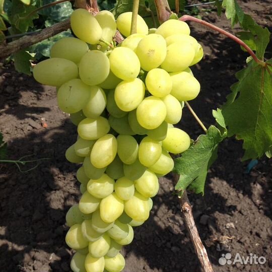 Черенки и саженцы винограда