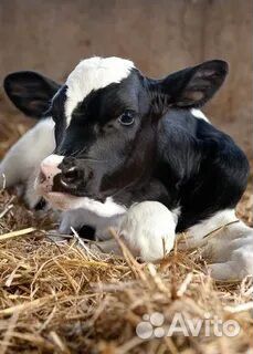 Телёнок мечты для вашего хозяйства