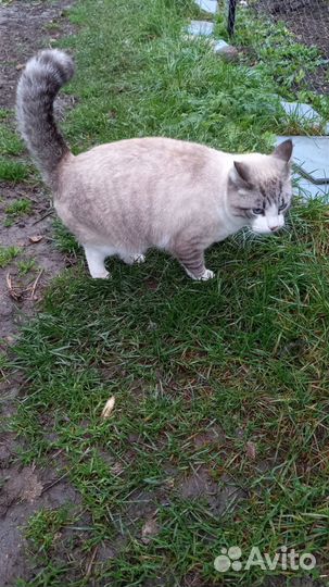 Кошка стерилизованная в добрые руки