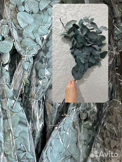 Эвкалипт стабилизированный