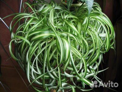 Хлорофитум кучерявый Бонни и прямолистный