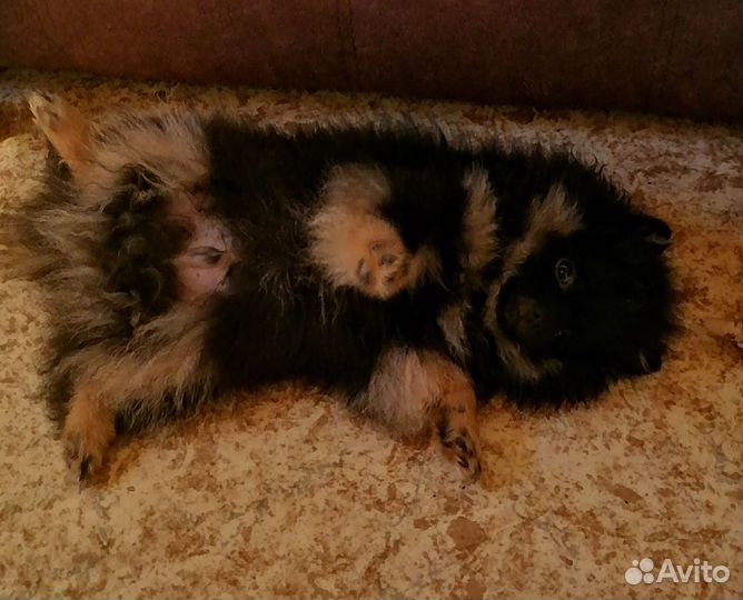 Щенки шпица