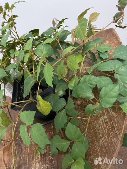 Роициссус березка домашнее растение