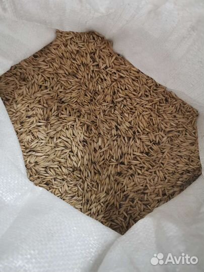 Овес ячмень пшеница просо пшено горох и т.д