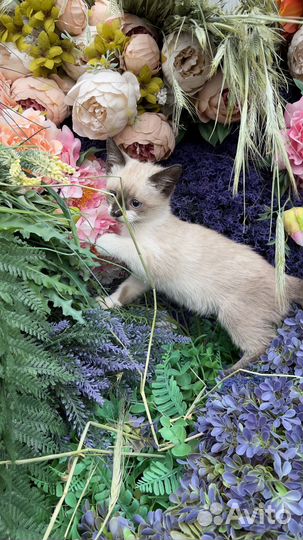 Кошка красотка