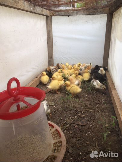 Утята 2-х недельные