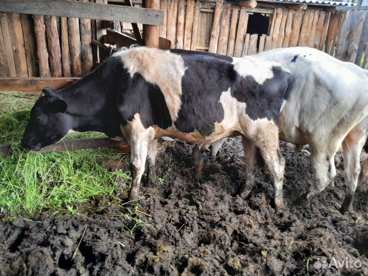 Продам быков 3 шт