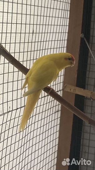 Кореллы и какарики